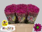 Vollsortiment - Chrysantheme santini, violett einfach -  5 Stiele